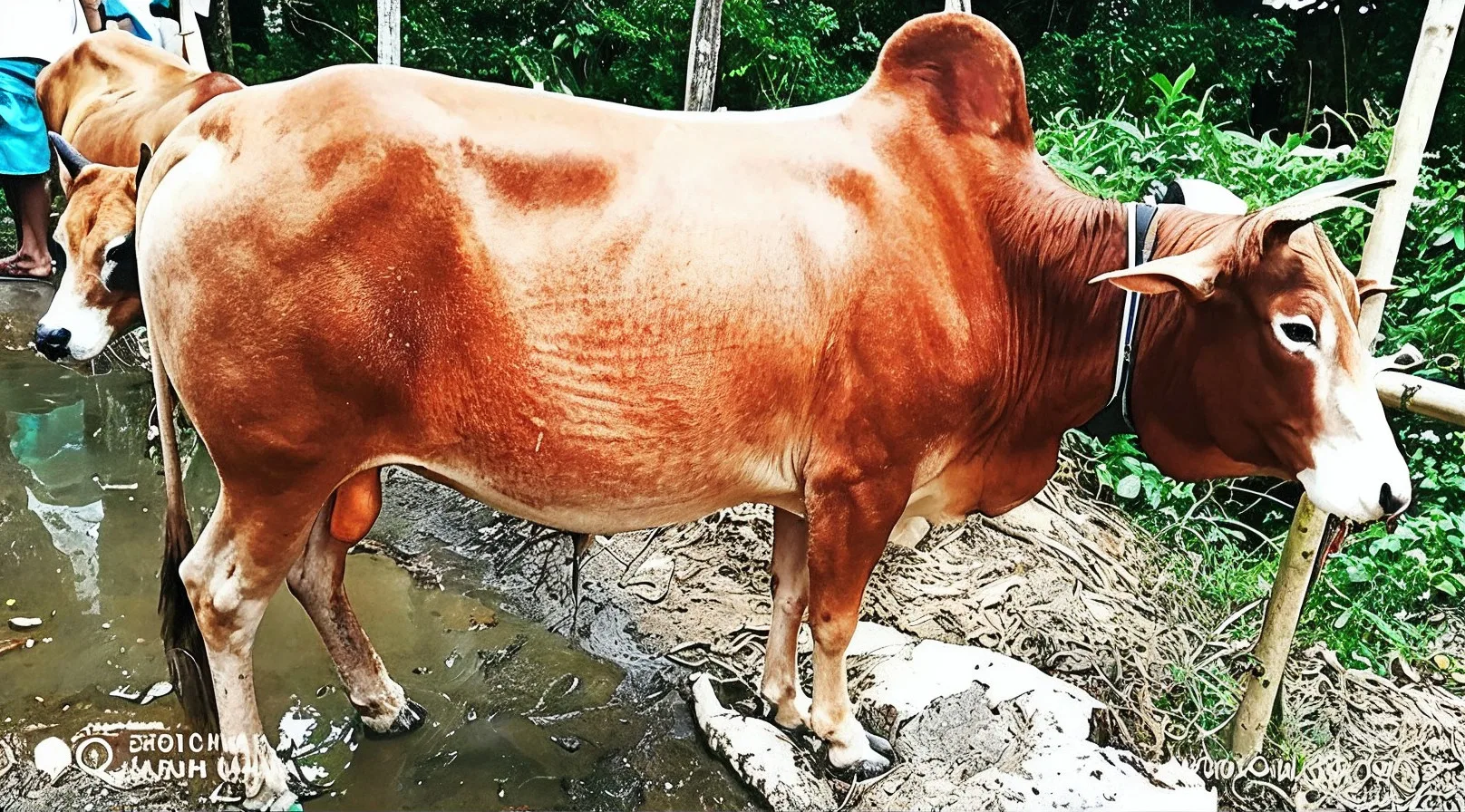 A Qurbani cow in a green field