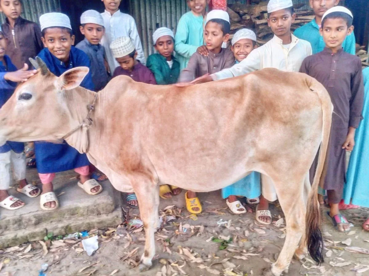 Students with a Qurbani cow